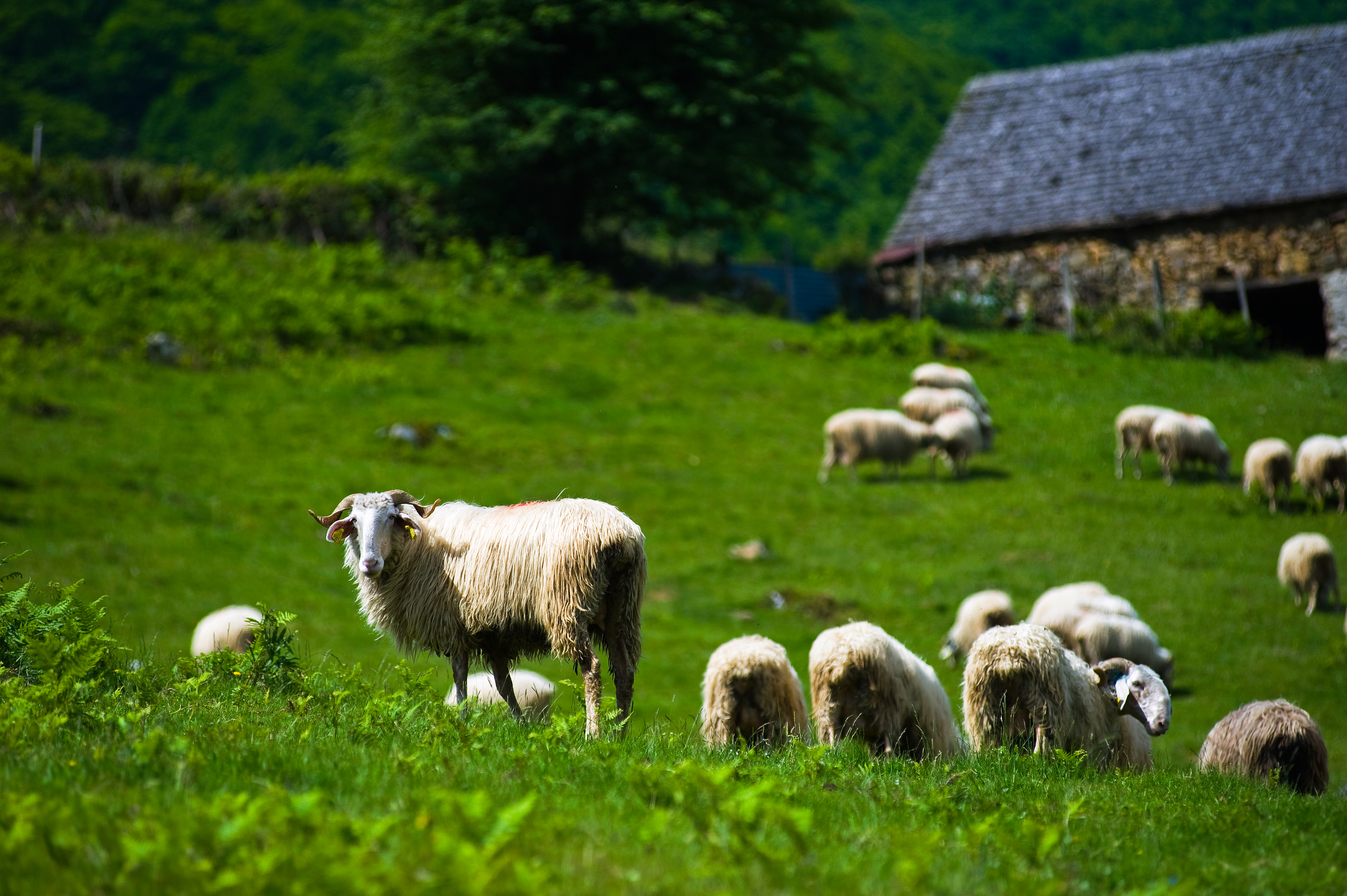 Gigot d'agneau de lait des pyrénées